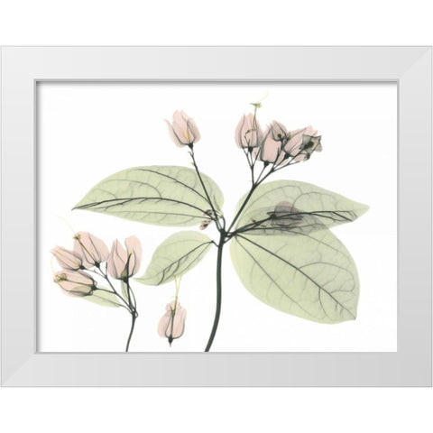 Bleeding Heart in Color White Modern Wood Framed Art Print by Koetsier, Albert