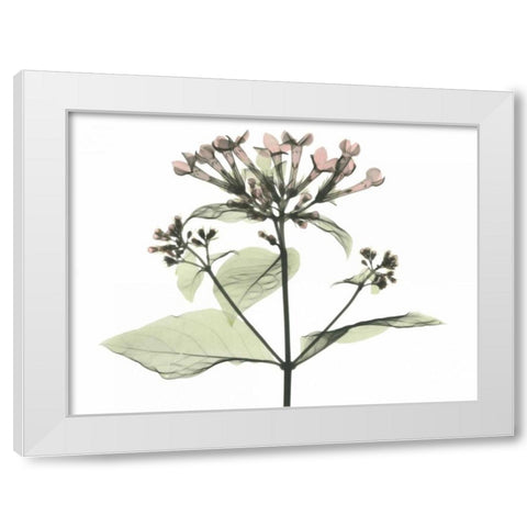 Bouvardia in Color White Modern Wood Framed Art Print by Koetsier, Albert