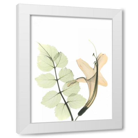 Honey Suckle in Color White Modern Wood Framed Art Print by Koetsier, Albert