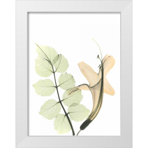 Honey Suckle in Color White Modern Wood Framed Art Print by Koetsier, Albert