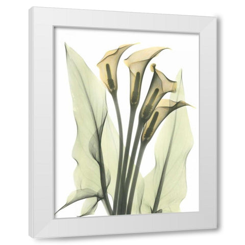 Calla Lily Bunch in Color White Modern Wood Framed Art Print by Koetsier, Albert