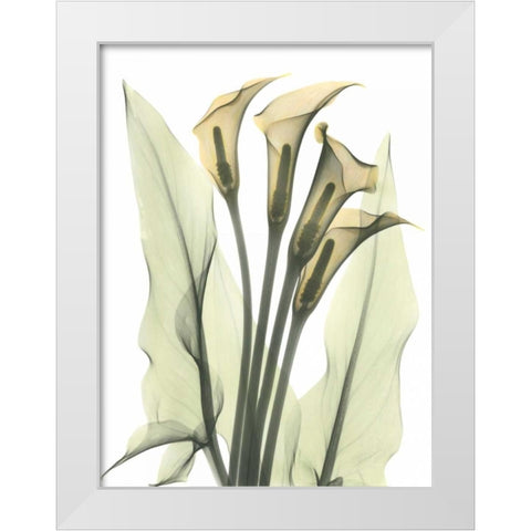 Calla Lily Bunch in Color White Modern Wood Framed Art Print by Koetsier, Albert