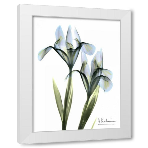 Blue Iris Pair White Modern Wood Framed Art Print by Koetsier, Albert