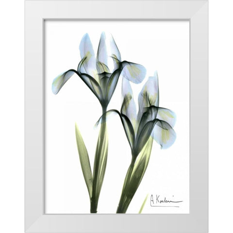 Blue Iris Pair White Modern Wood Framed Art Print by Koetsier, Albert