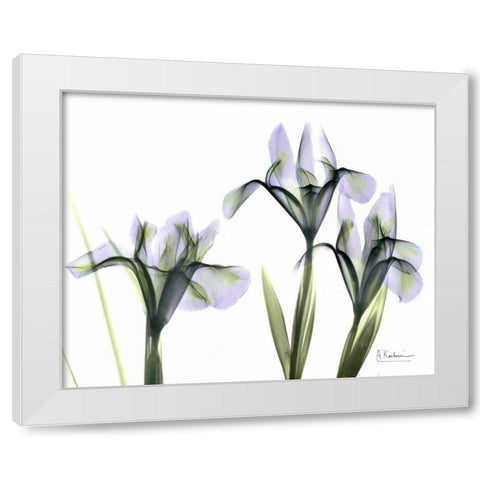 Blue Iris Triple White Modern Wood Framed Art Print by Koetsier, Albert