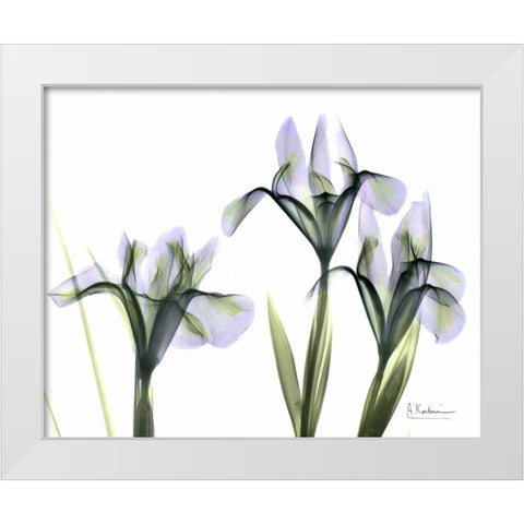 Blue Iris Triple White Modern Wood Framed Art Print by Koetsier, Albert