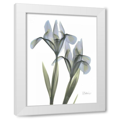 Japanese Iris White Modern Wood Framed Art Print by Koetsier, Albert