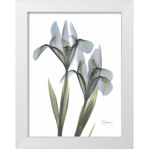 Japanese Iris White Modern Wood Framed Art Print by Koetsier, Albert