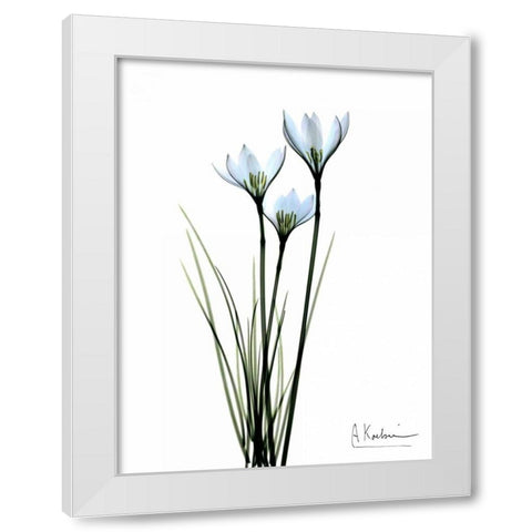 White Rain Lily White Modern Wood Framed Art Print by Koetsier, Albert