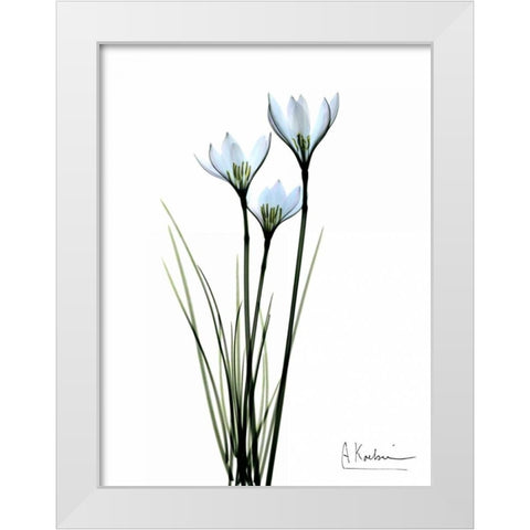 White Rain Lily White Modern Wood Framed Art Print by Koetsier, Albert