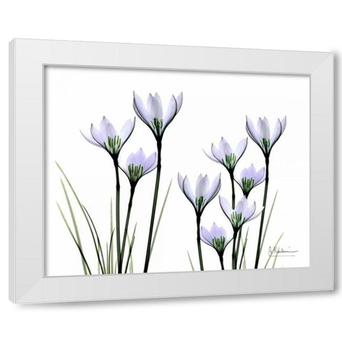 White Rain Lily in Bloom White Modern Wood Framed Art Print by Koetsier, Albert