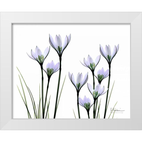 White Rain Lily in Bloom White Modern Wood Framed Art Print by Koetsier, Albert