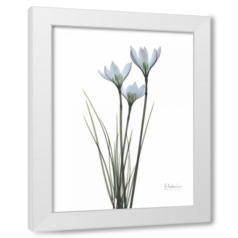 White Rain Lily White Modern Wood Framed Art Print by Koetsier, Albert