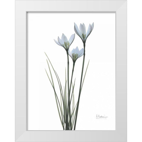 White Rain Lily White Modern Wood Framed Art Print by Koetsier, Albert