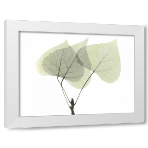 Aspen White Modern Wood Framed Art Print by Koetsier, Albert