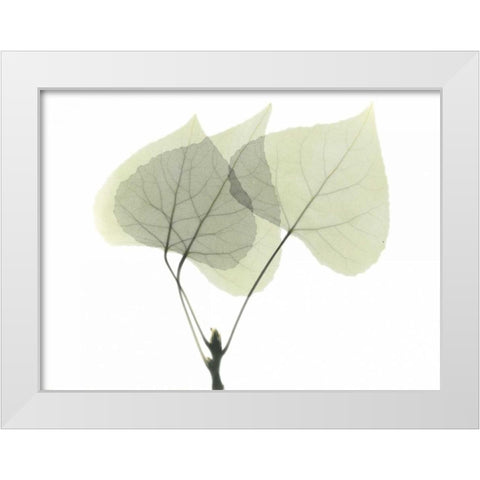 Aspen White Modern Wood Framed Art Print by Koetsier, Albert