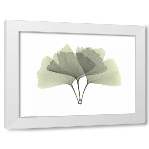 Ginkgo White Modern Wood Framed Art Print by Koetsier, Albert