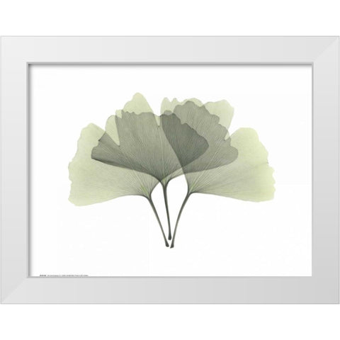 Ginkgo White Modern Wood Framed Art Print by Koetsier, Albert