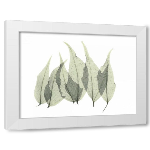 Japanese Fern White Modern Wood Framed Art Print by Koetsier, Albert