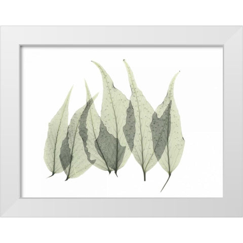 Japanese Fern White Modern Wood Framed Art Print by Koetsier, Albert