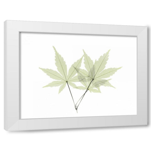 Japanese Maple White Modern Wood Framed Art Print by Koetsier, Albert