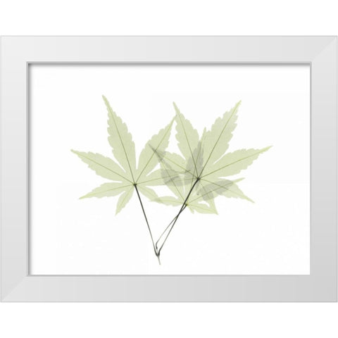 Japanese Maple White Modern Wood Framed Art Print by Koetsier, Albert