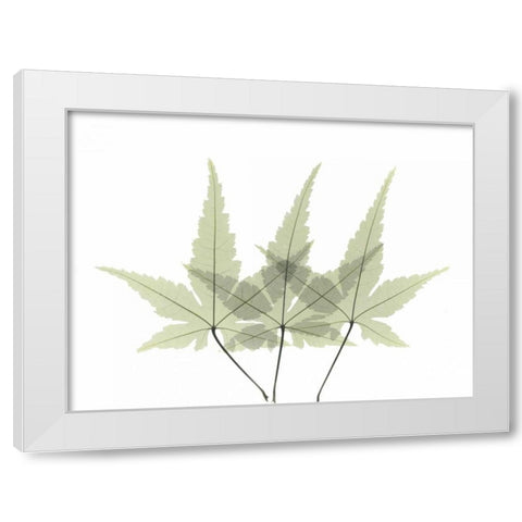 Japanese Maple 2 White Modern Wood Framed Art Print by Koetsier, Albert