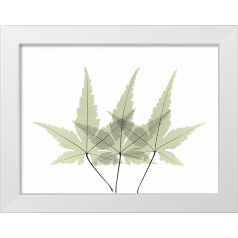 Japanese Maple 2 White Modern Wood Framed Art Print by Koetsier, Albert