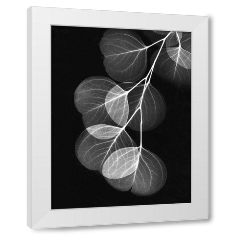 Eucalyptus on Black White Modern Wood Framed Art Print by Koetsier, Albert