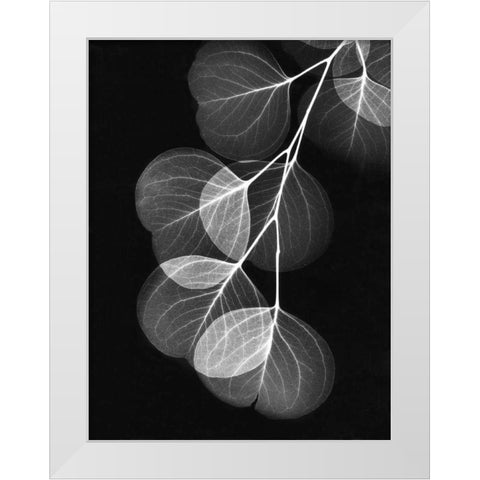 Eucalyptus on Black White Modern Wood Framed Art Print by Koetsier, Albert