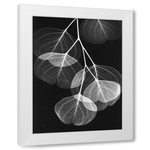 Eucalyptus on Black 2 White Modern Wood Framed Art Print by Koetsier, Albert