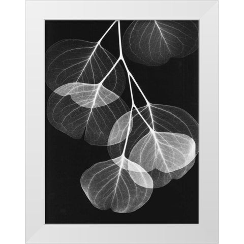 Eucalyptus on Black 2 White Modern Wood Framed Art Print by Koetsier, Albert