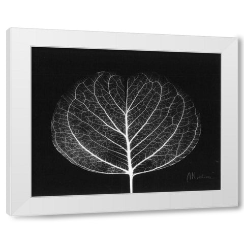 Eucalyptus Close Up on Black White Modern Wood Framed Art Print by Koetsier, Albert