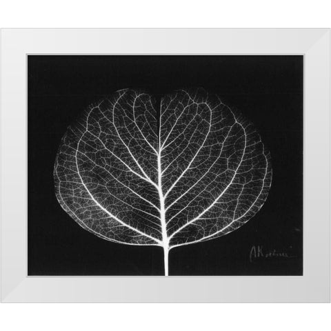 Eucalyptus Close Up on Black White Modern Wood Framed Art Print by Koetsier, Albert