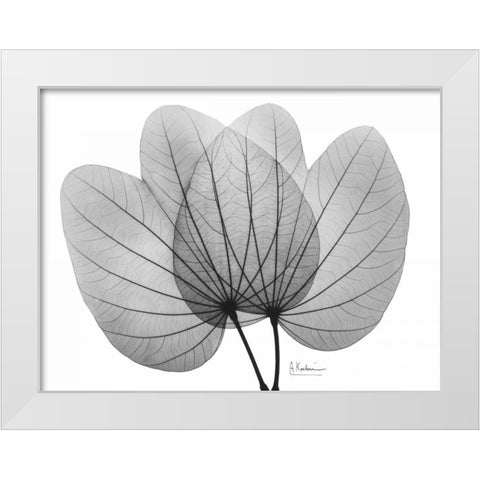 Orchid Tree  Close Up BandW White Modern Wood Framed Art Print by Koetsier, Albert