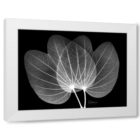 Orchid Tree  Close on Black White Modern Wood Framed Art Print by Koetsier, Albert