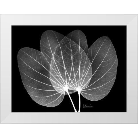 Orchid Tree  Close on Black White Modern Wood Framed Art Print by Koetsier, Albert