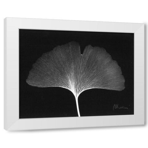 Ginkgo Single Leaf  Close Up on Black White Modern Wood Framed Art Print by Koetsier, Albert