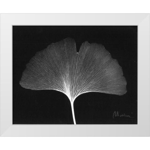 Ginkgo Single Leaf  Close Up on Black White Modern Wood Framed Art Print by Koetsier, Albert