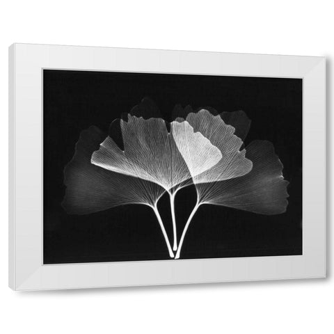 Ginkgo Leaves Close Up on Black 2 White Modern Wood Framed Art Print by Koetsier, Albert