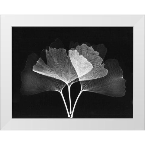 Ginkgo Leaves Close Up on Black 2 White Modern Wood Framed Art Print by Koetsier, Albert