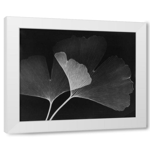 Ginkgo Leaves Close Up on Black White Modern Wood Framed Art Print by Koetsier, Albert