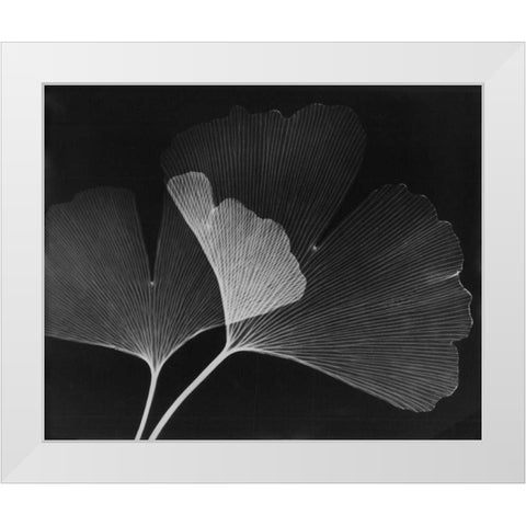 Ginkgo Leaves Close Up on Black White Modern Wood Framed Art Print by Koetsier, Albert