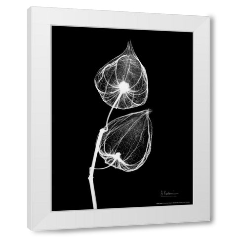 Sandersonia Close Up on Black White Modern Wood Framed Art Print by Koetsier, Albert