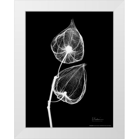 Sandersonia Close Up on Black White Modern Wood Framed Art Print by Koetsier, Albert