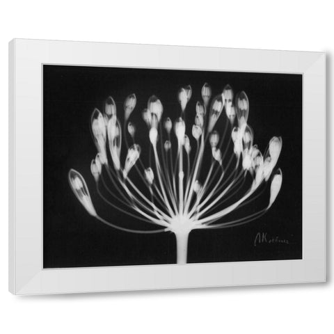 Lily of the Nile White Modern Wood Framed Art Print by Koetsier, Albert