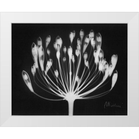 Lily of the Nile White Modern Wood Framed Art Print by Koetsier, Albert