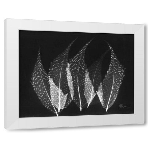 Japanese Ferns Close Up on Black White Modern Wood Framed Art Print by Koetsier, Albert