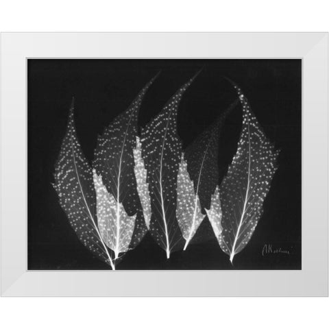 Japanese Ferns Close Up on Black White Modern Wood Framed Art Print by Koetsier, Albert