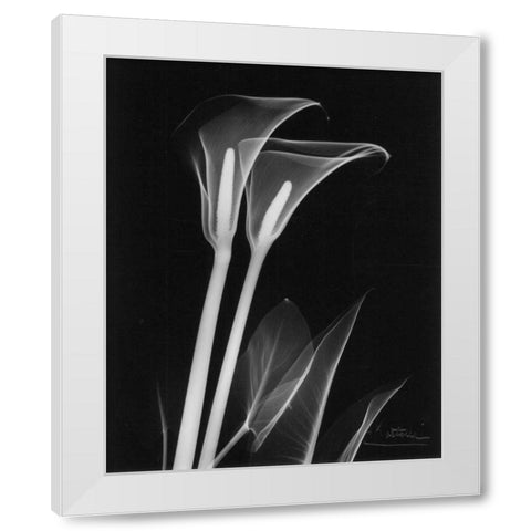 Calla Lily Close Up on Black White Modern Wood Framed Art Print by Koetsier, Albert